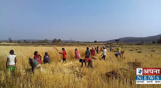 लाँकडाउन-2 में कृषि क्षेत्र के खेतीबाड़ी,पशुपालन और गौशाल को मिली छुट